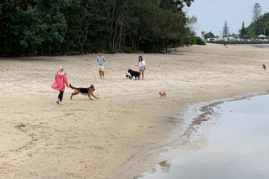 Three owners and dogs frolicking on the sand near water's edge at Palm Beach dog park.