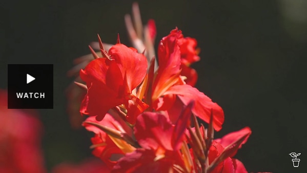 Bright red canna flowers. Has Video.