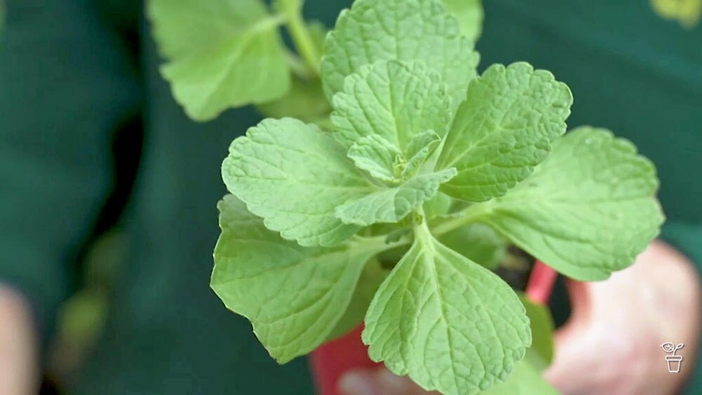 FAQs - Dog-repelling plant | Uneven hedges | Wetting agents - Gardening  Australia