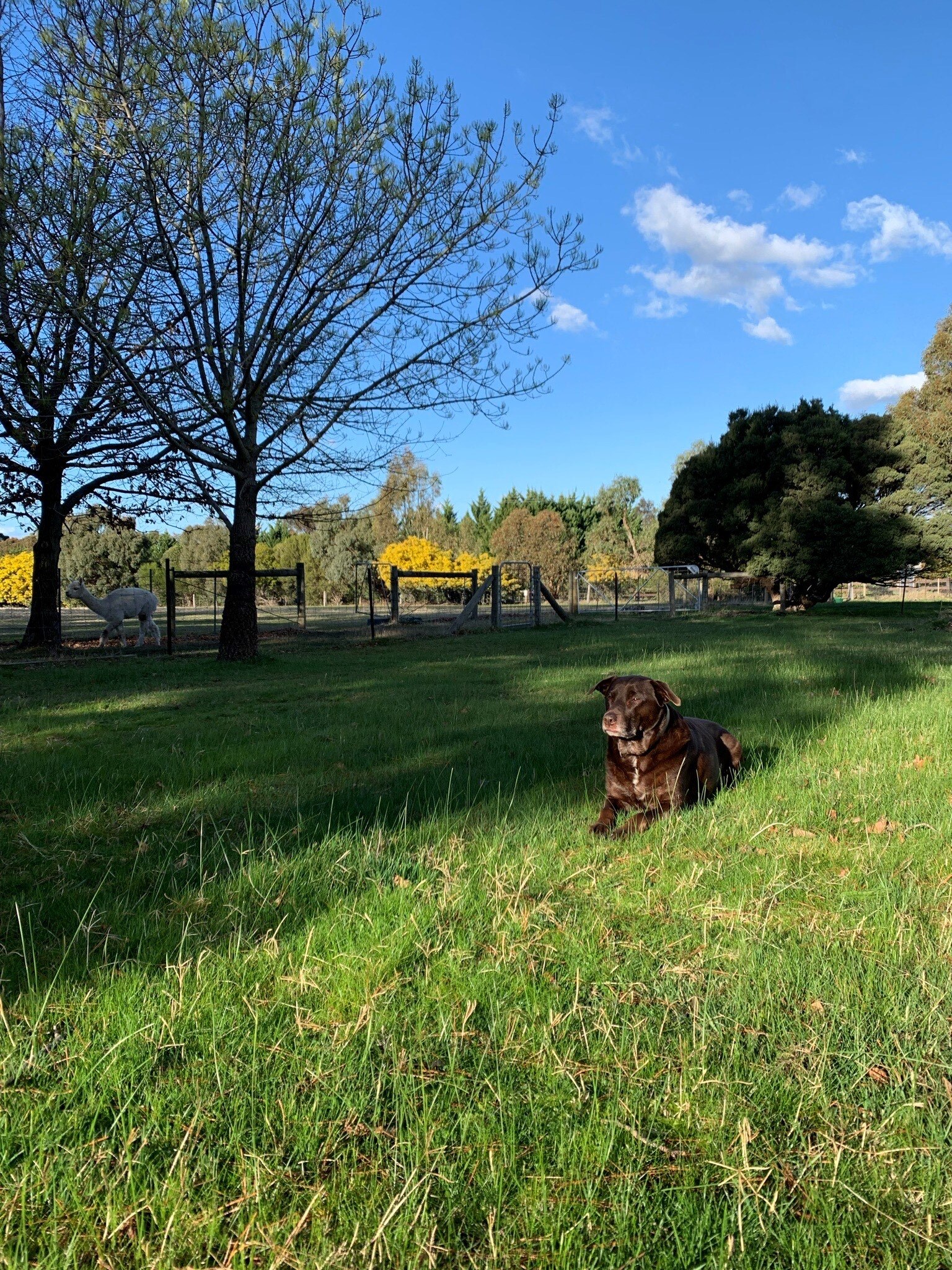 An alert dog sits on grass in the autumn sun of a farm with an alpaca in the distance.