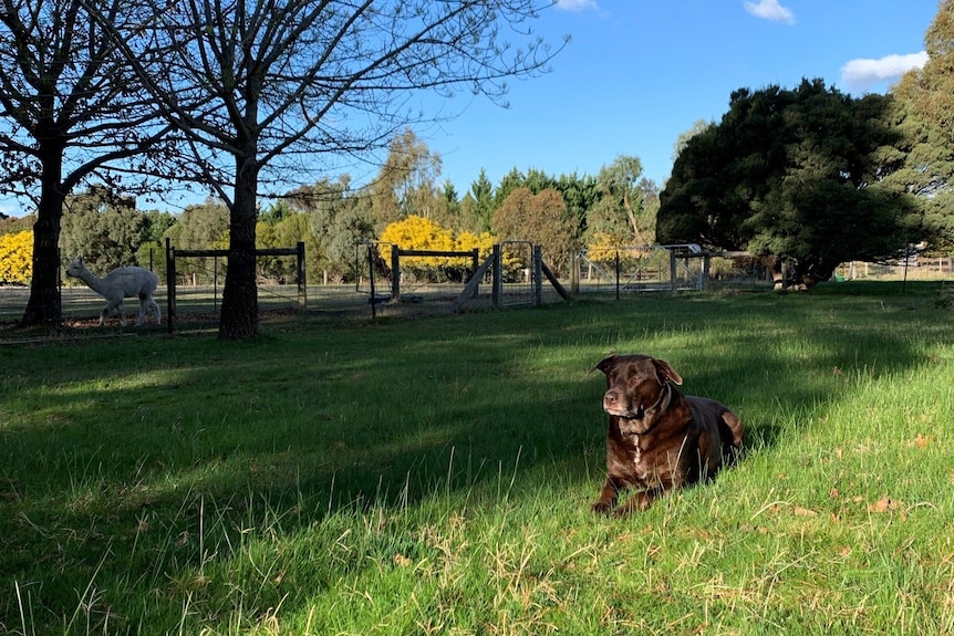 An alert dog sits on grass in the autumn sun of a farm with an alpaca in the distance.