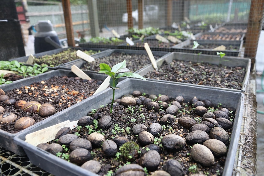 Close-up of trays of seeds and seedlings.
