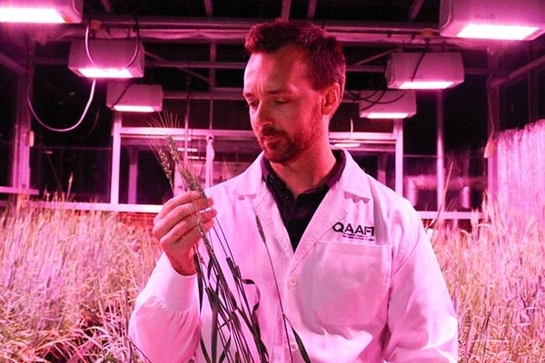 A man in a white coat looking down at a barley plant in a laboratory with pink lighting.