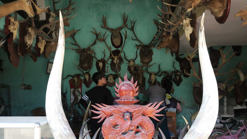 A shop in Thuy Ung selling wildlife products including possibly ivory tusks openly on display.