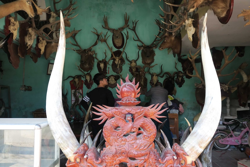 A shop in Thuy Ung selling wildlife products including possibly ivory tusks openly on display.
