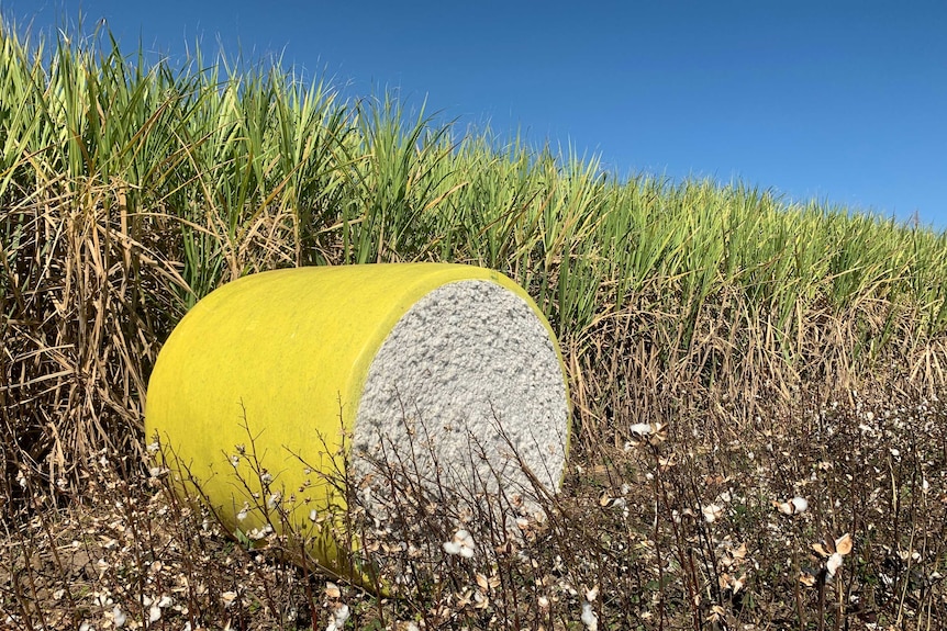 cotton bale on farm