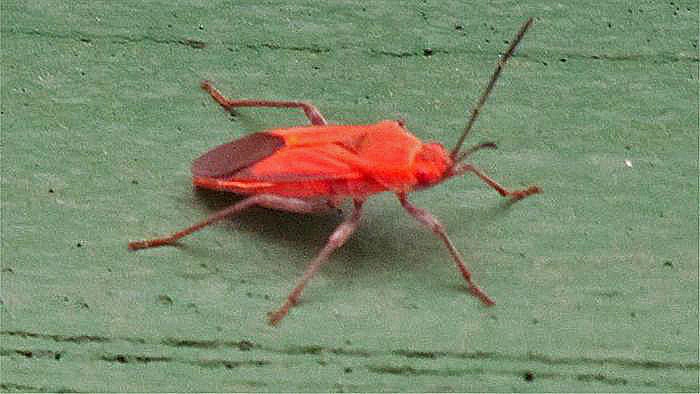 Red bugs seem to be everywhere
