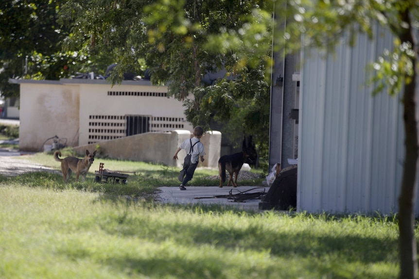 A little boy plays with two dogs, running through the grounds of the Christian Aid Ministries Haiti headquarters