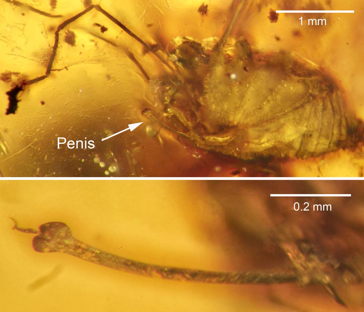 The preserved body and penis of an ancient arachnid in golden amber