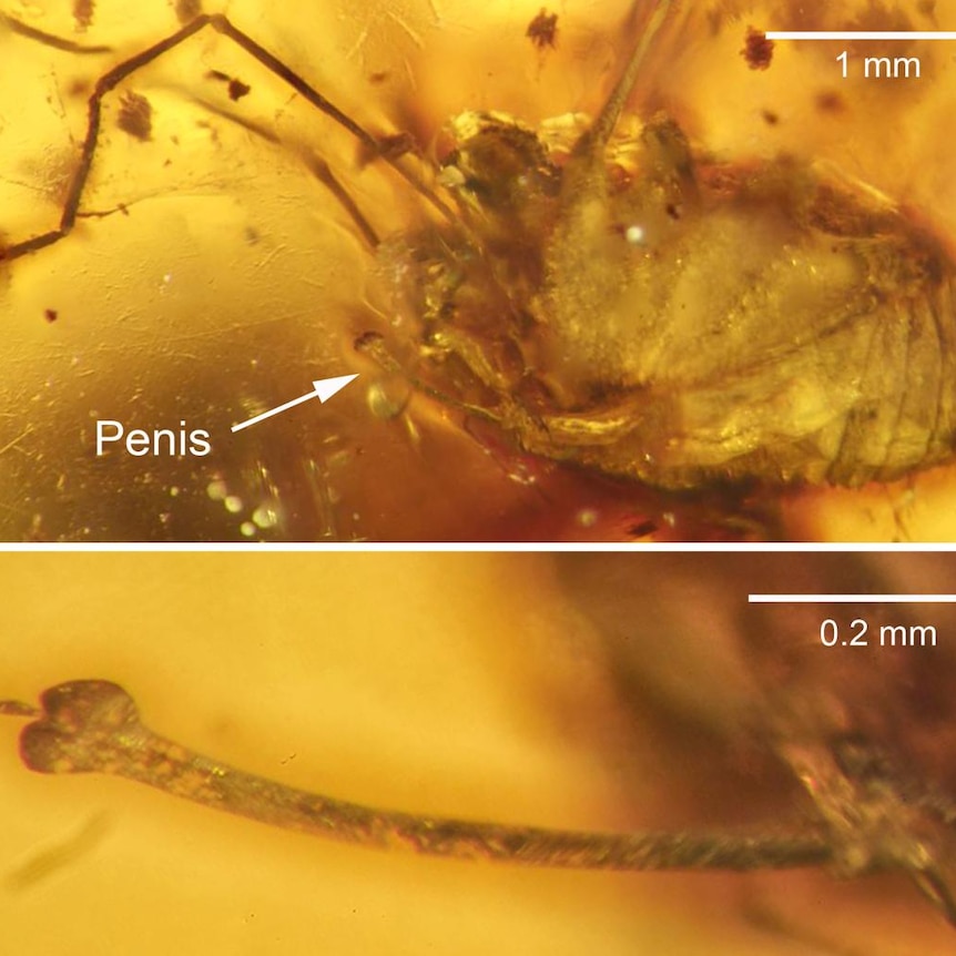 A picture showing the erect penis of a spider entombed in amber