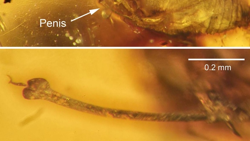 A picture showing the erect penis of a spider entombed in amber