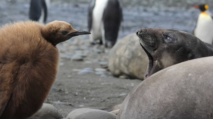 A fluffy brown king penguin chick with a tiny head compared to its body stares angrily at a young open mouthed elephant seal