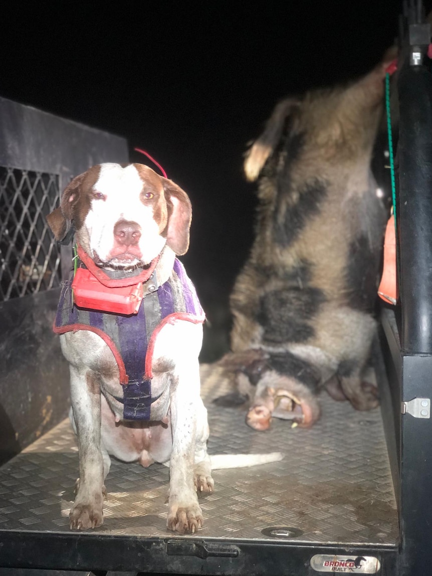 A hunting dog on the tray of a ute, next to the corpse of a feral pig.