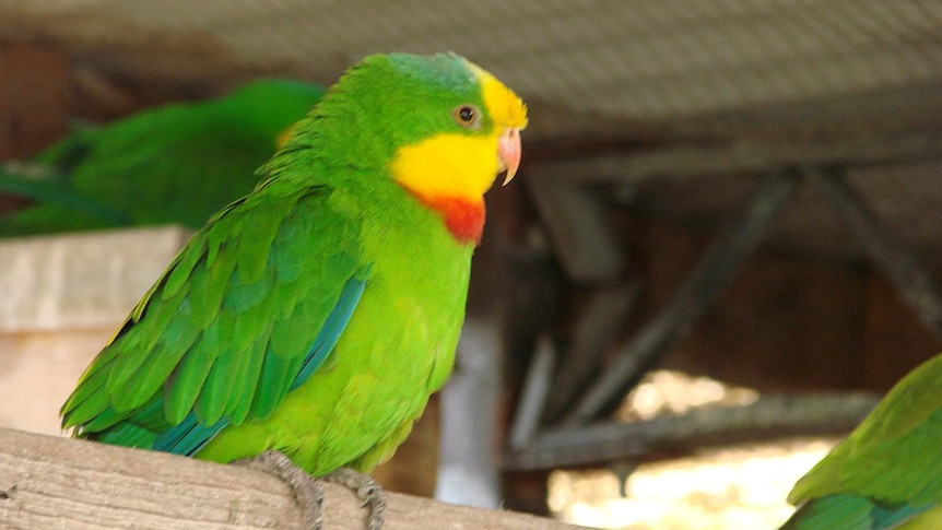 The superb parrot, the symbol of Boorowa in the NSW South West Slopes