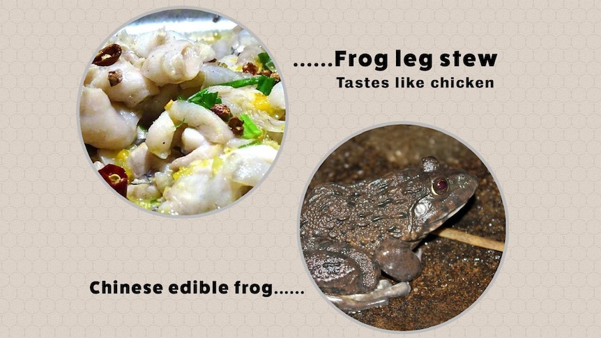 A picture of frog leg stew alongside the words "tastes like chicken" next to a picture of a living frog.