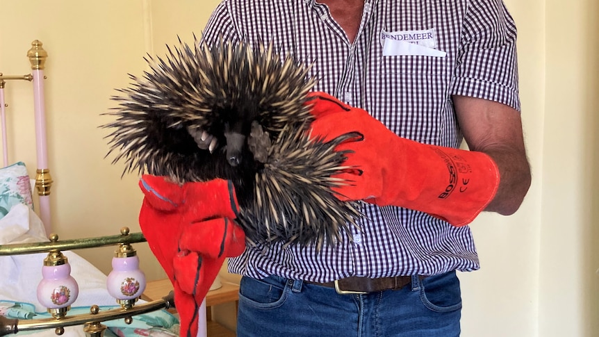 Man holds echidna with orange welding gloves on. 