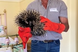 Man holds echidna with orange welding gloves on. 