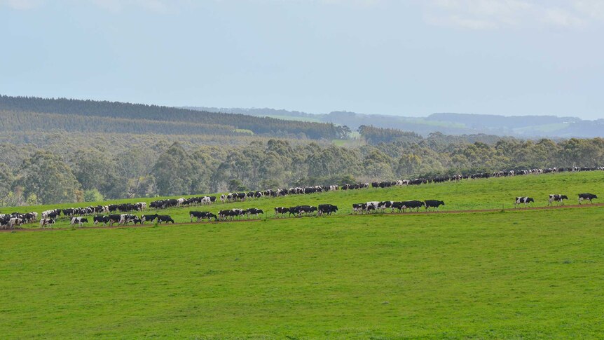 Cows on the way for milking