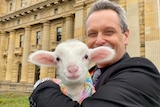 MP Andy Meddick with a lamb