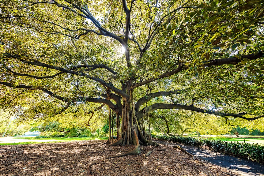 A large fig tree with far-reaching almost horizontal branches and thick roots in a park, with abundant shade beneath it.