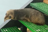 Young seal at Port Augusta
