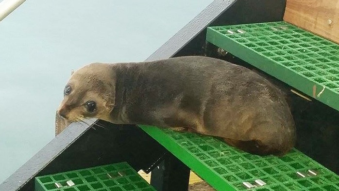 Young seal at Port Augusta