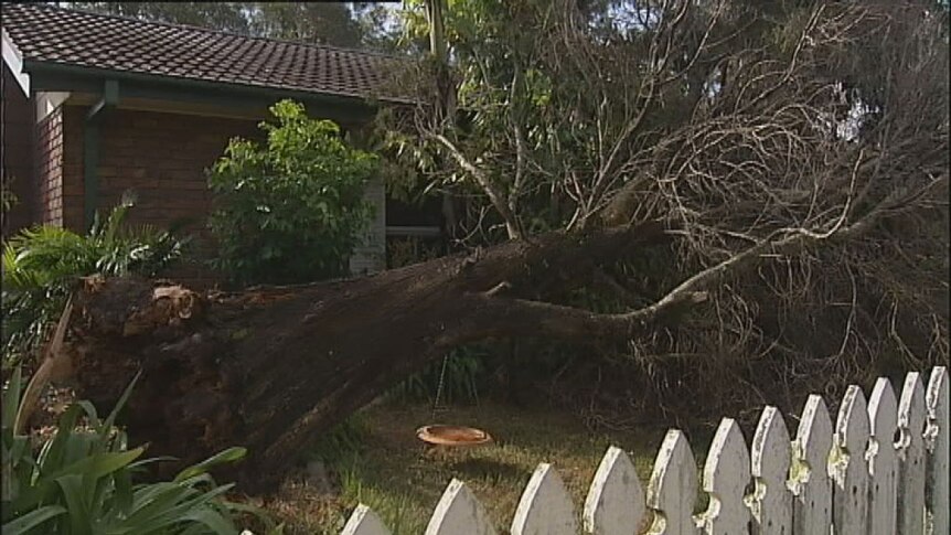 This house in Alexandra Hills escaped major damage when today's storm brought a tree crashing down in the front yard.