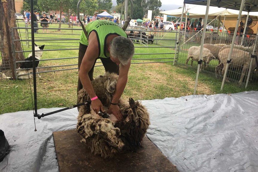 A man shears a sheep at the Albion Park Show in 2019