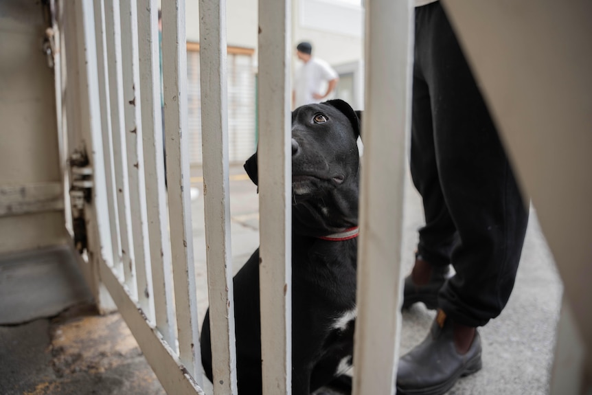 A black dog looks out through prison bars.