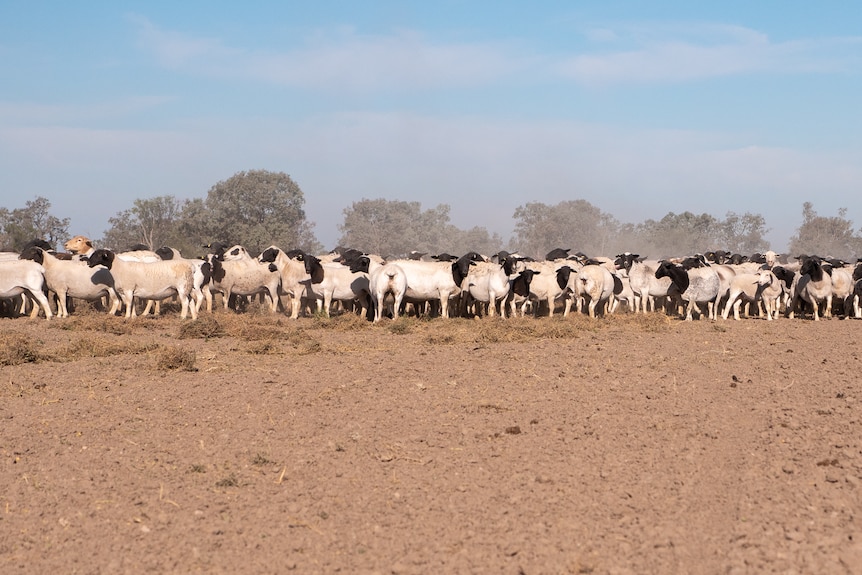 hundreds of ewes under a blue sky