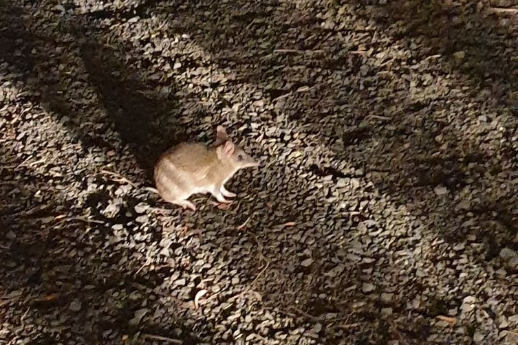 A striped bandicoot stands on gravel at night.