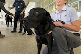 A coronavirus sniffer dog at Adelaide Airport.