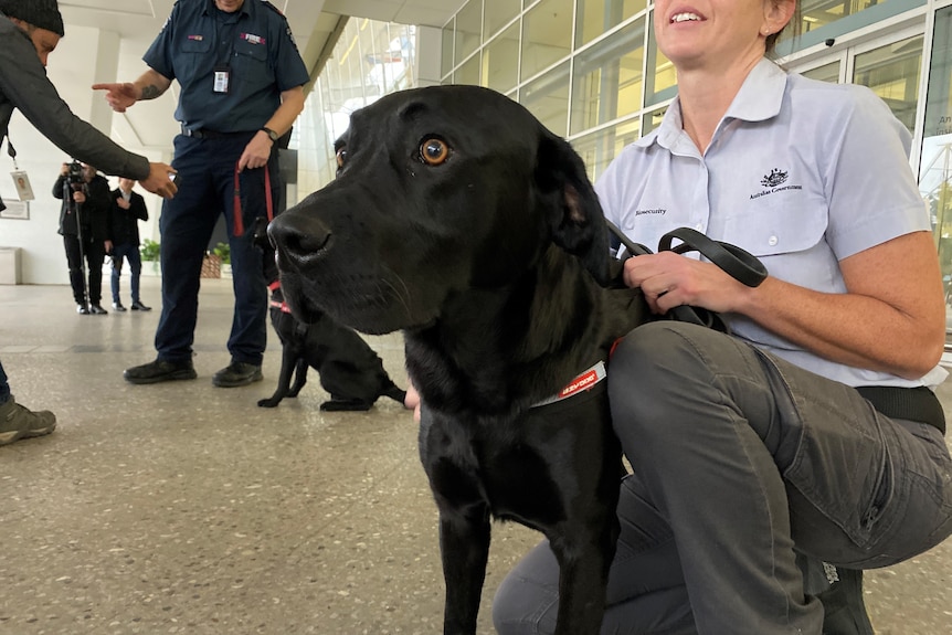 Un perro rastreador de coronavirus en el aeropuerto de Adelaide.