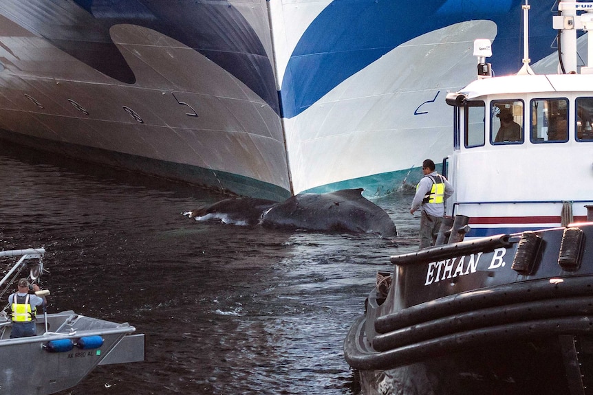 A whale carcass floats in front of the symmetrical bow of a cruise ship, with a tugboat in the foreground.