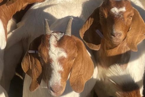 Image of Boer goats.