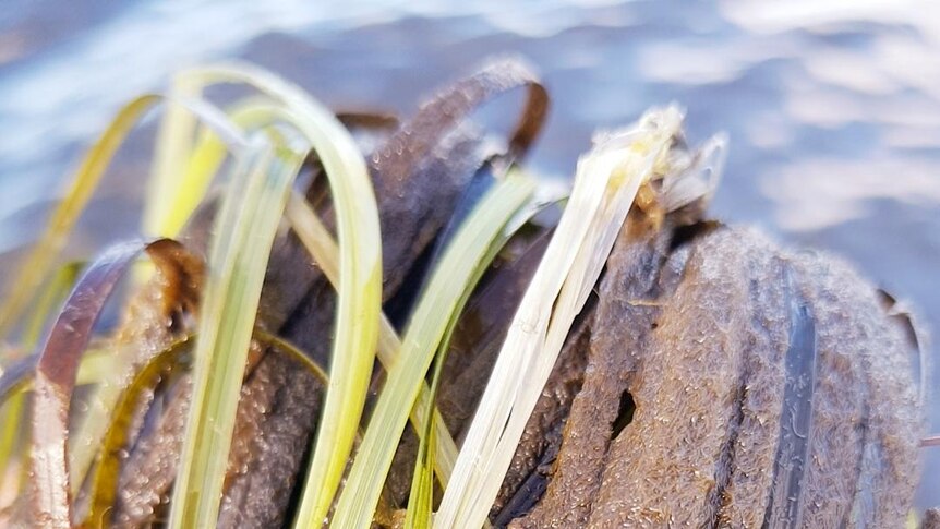 Algae on sea grass