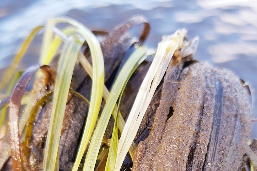 Algae on sea grass