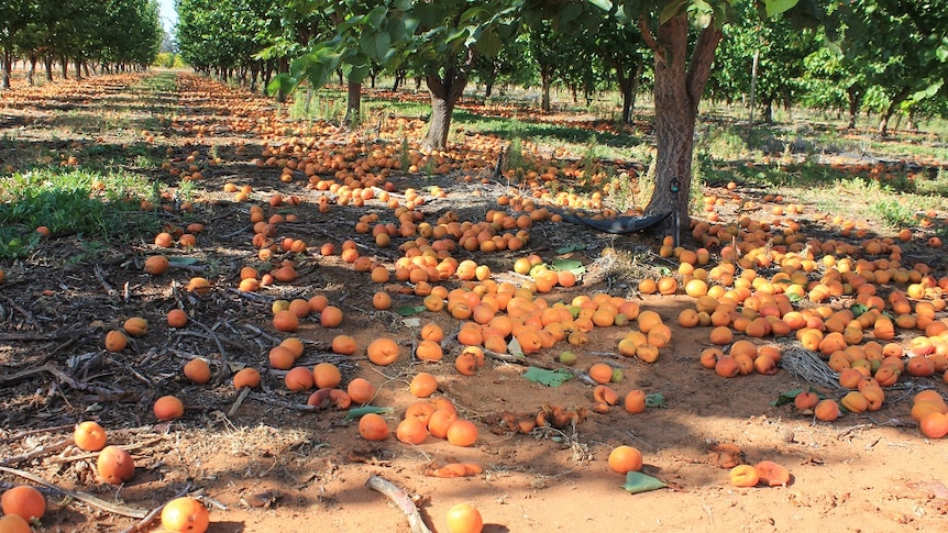 Apricots on the ground in an orchard