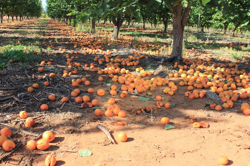 Apricots on the ground in an orchard