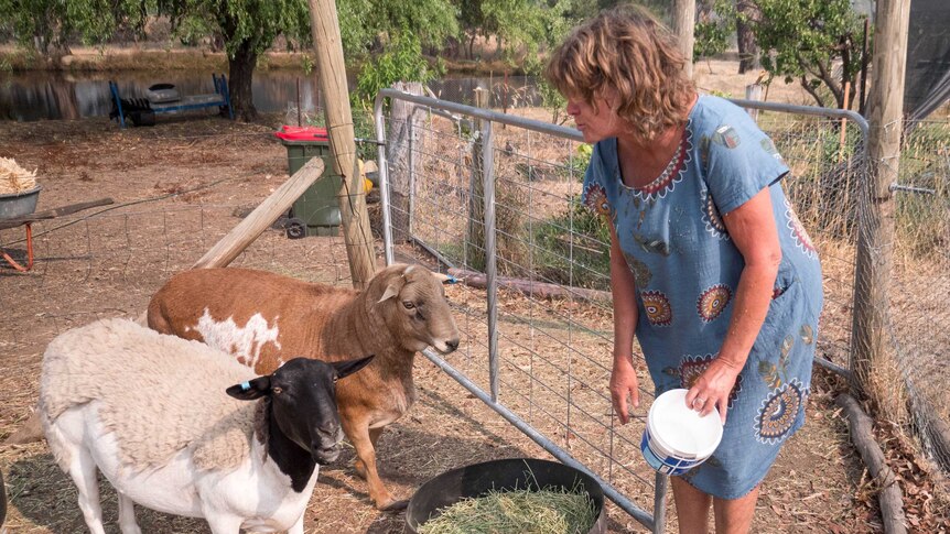 A woman on a farm feeding two sheep