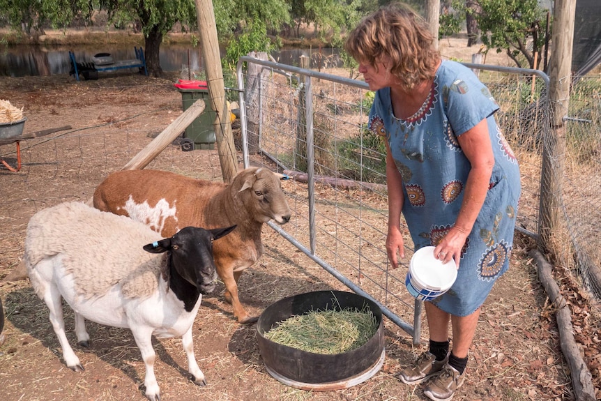 A woman on a farm feeding two sheep