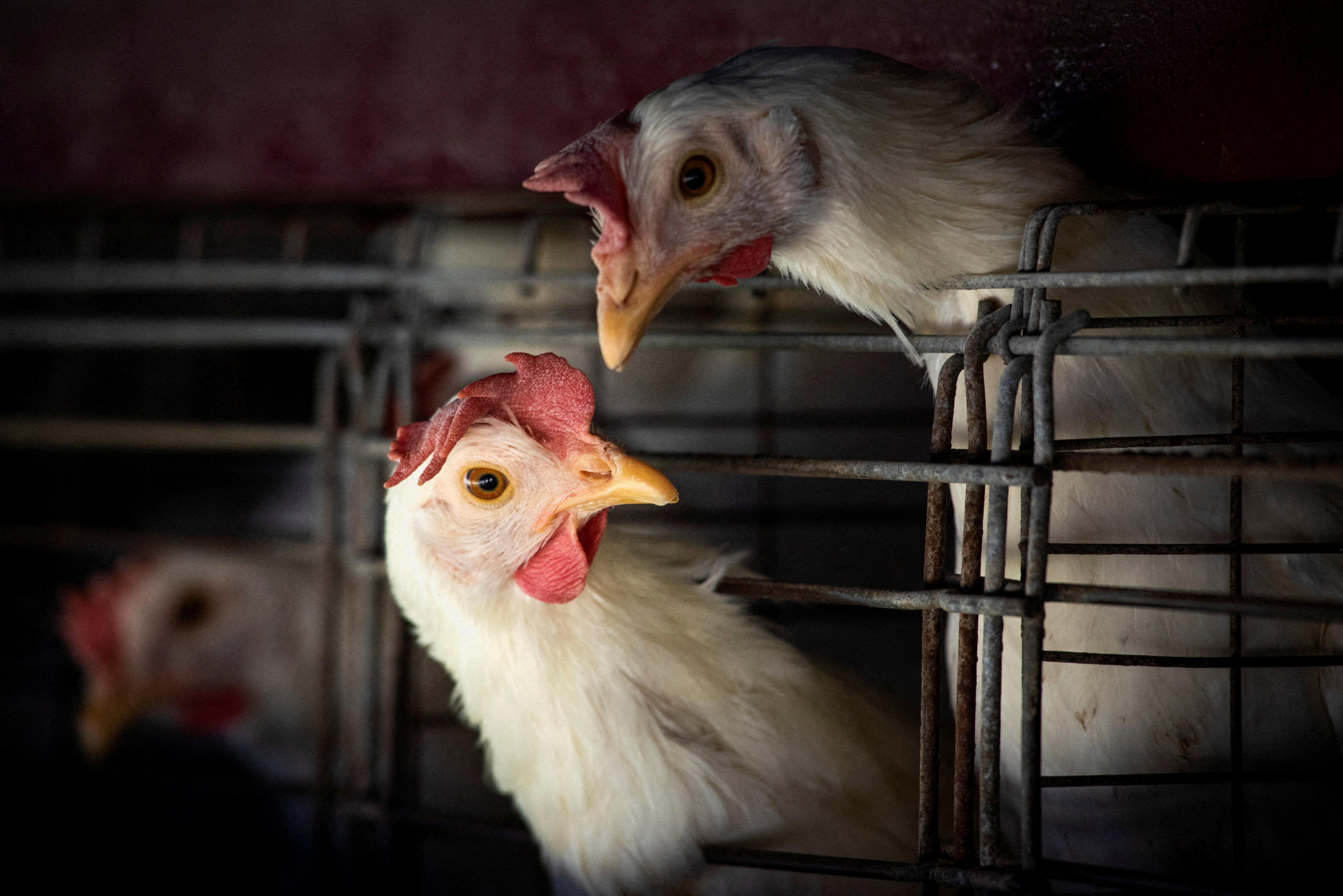 World Health Organization Confirms Australia's First Human Case Of H5N1 ...