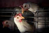 Chickens stick their heads out from cages at a farm.
