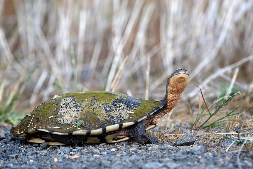 An eastern long-neck turtle standing on gravel with a mossy, green shell and dry grass behind it