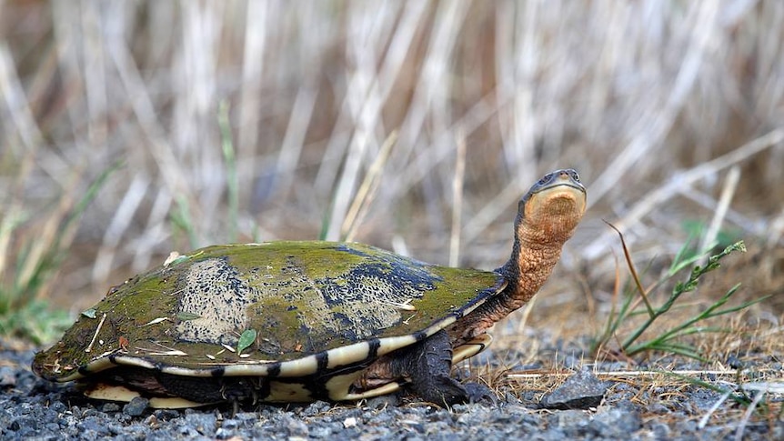 Eastern long-neck turtle