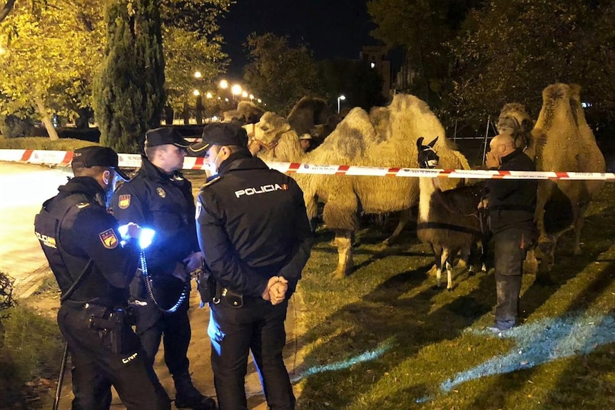 Tre agenti di polizia si radunano a sinistra di notte mentre un gruppo di cammelli è isolato dietro la striscia di polizia 