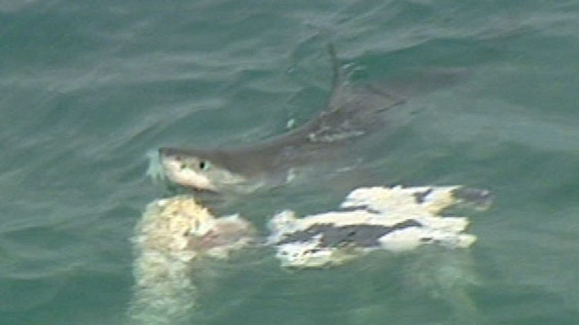 Shark devours whale carcass