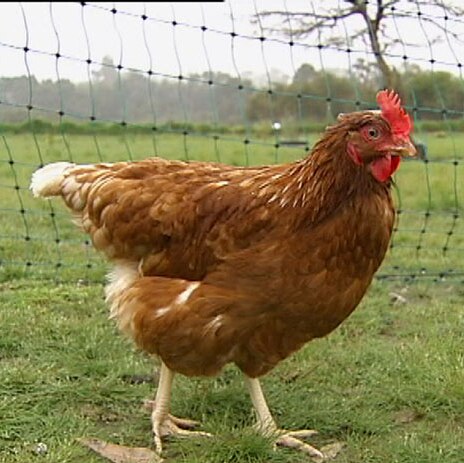 A hen on an egg farm