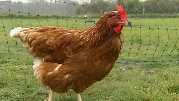 A hen on an egg farm
