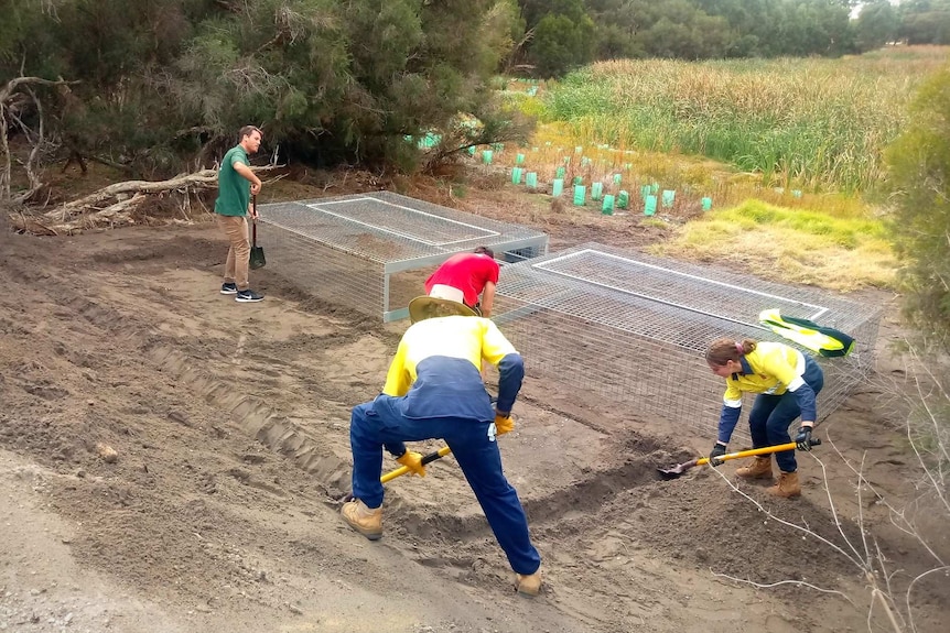 Workers installing cages on the banks of Bibra Lake.